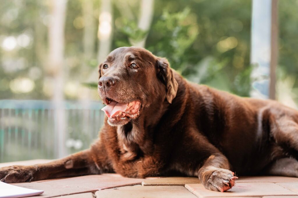 Elderly labrador dog watching children play during end of life pet photography session before saying goodbye.